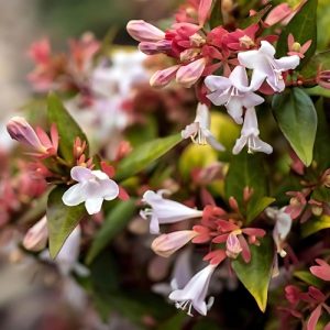 Glossy Abelia (Abelia x Grandiflora 'Alba') White 17cm pot