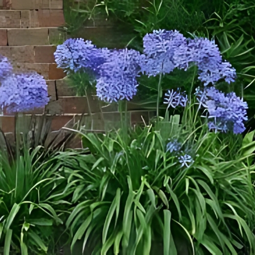 Agapanthus 'Nana Blue' (Agapanthus Africanus) 15cm pot