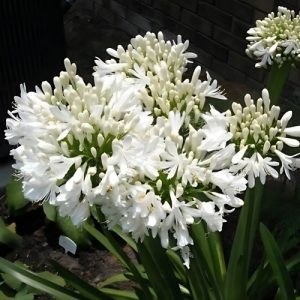 Agapanthus 'Nana White' (Agapanthus Africanus) 15cm pot
