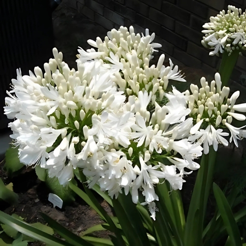 Agapanthus 'Nana White' (Agapanthus Africanus) 15cm pot