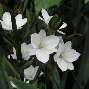 White Eyed Grass (Aristea Ecklonii Alba) 15cm pot