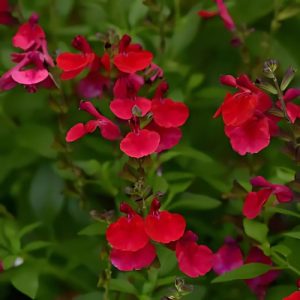 Autumn Sage (Salvia Greggii 'Radio Red') 15cm pot