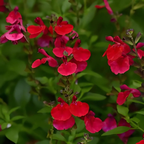 Autumn Sage (Salvia Greggii 'Radio Red') 15cm pot