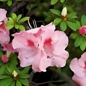 Azalea 'Bertina' (Azalea Indica) Baby Pink 17cm pot