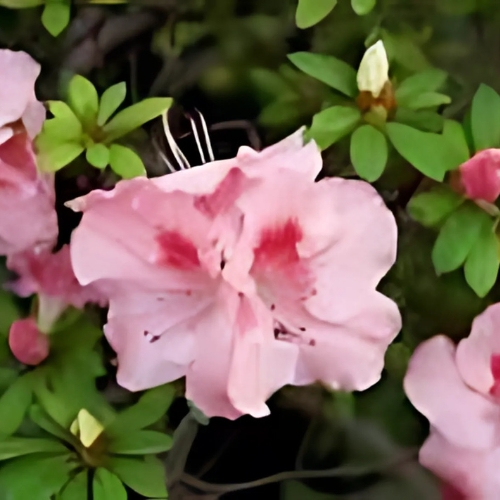 Azalea 'Bertina' (Azalea Indica) Baby Pink 17cm pot