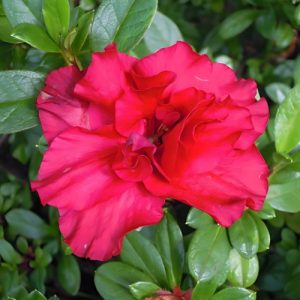 Azalea 'Claude Goyet '(Azalea Indica) 17cm pot