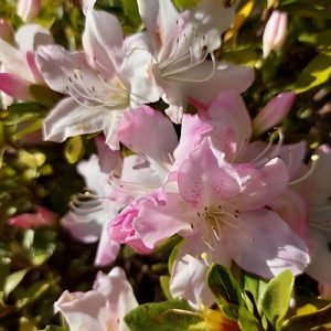 Azalea 'Blush Pink' (Azalea Indica) 17cm pot