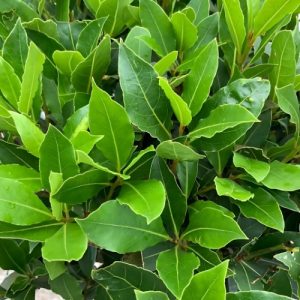 Bay Leaf Tree (Laurus Nobilis) 10kg
