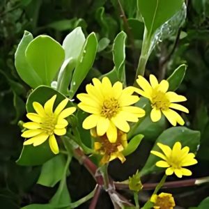 Chrysanthemoides Monilifera (Osteospermum Moniliferum) 20cm pot