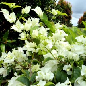 Bougainvillea (Alba) 20 Litre