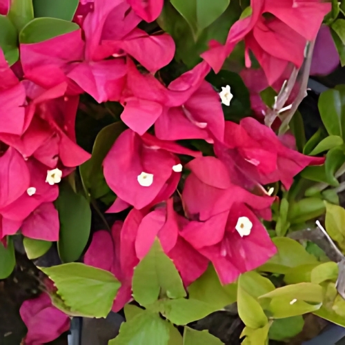 Bougainvillea (Barbara Karst) 22 cm Pot