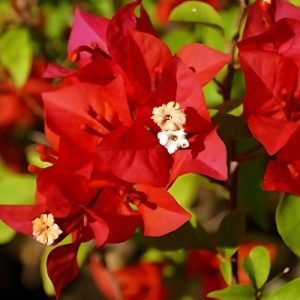 Bougainvillea (Beryl Red) 22 cm Pot