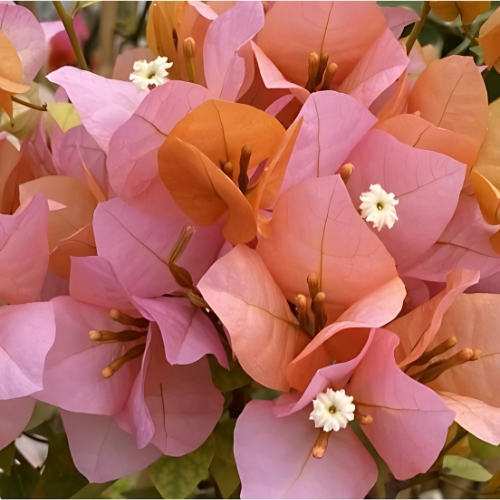 Bougainvillea (Blondie) 20 Litre