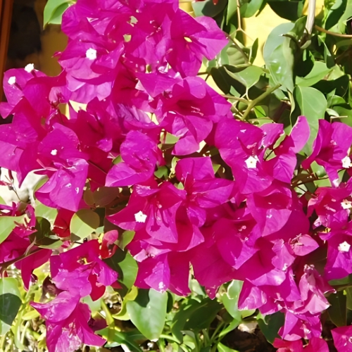 Bougainvillea (Brilliant) 22cm Pot