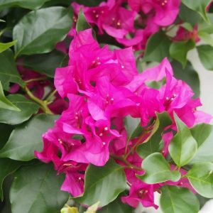 Bougainvillea (Crimson Jewel) 22cm Pot