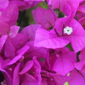Bougainvillea (Cypherii) 22cm Pot