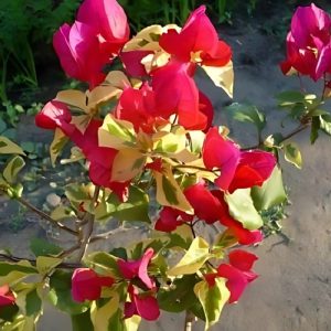 Bougainvillea (Dauphine) 22cm Pot