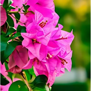 Bougainvillea (Durban) 22cm Pot