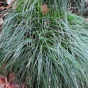 Carex 'China Blue' (Carex Chathamica) 15cm pot