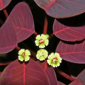 Caribbean Copper Plant (Euphorbia Cotinifolia) 15cm pot
