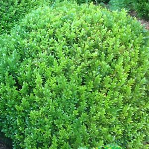 Common Boxwood (Buxus Sempervirens) 22 cm pot