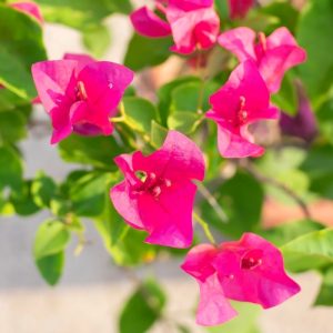 Bougainvillea (Dick King) 20 Litre