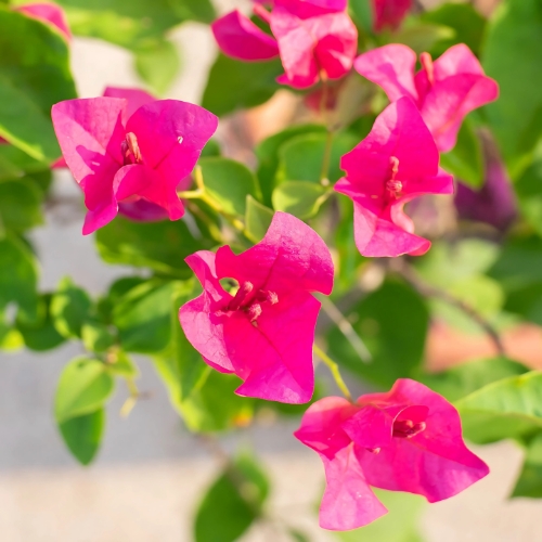 Bougainvillea (Dick King) 20 Litre