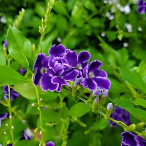 Duranta Sapphire Shower (Duranta Erecta) 15cm pot
