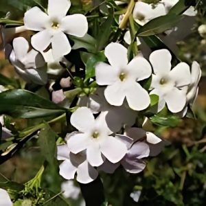Honey Bell Bush (Freylinia Tropica) White 15cm pot