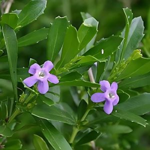 Honey Bell Bush (Freylinia Tropica) Blue 15cm pot
