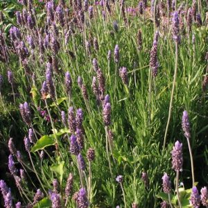 French Lavender Green (Lavandula Dentata) 15cm pot
