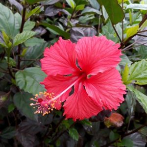 Hibiscus (Hibiscus Rosa-Sinensis) Autumn Leaf 22cm pot