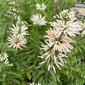 Lion's Ear (Leonotis Leonoris Alba ) 15cm pot