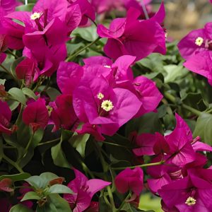 Bougainvillea (Elizabeth Angus) 22cm Pot