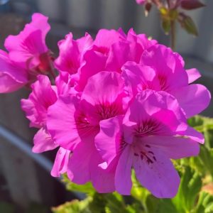 Regal Geranium (Pelargonium Grandiflorum) Deep Magenta 15cm pot