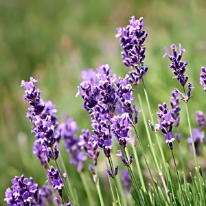 Lavender Margaret Roberts (Lavandula Angustifolia) 15cm pot
