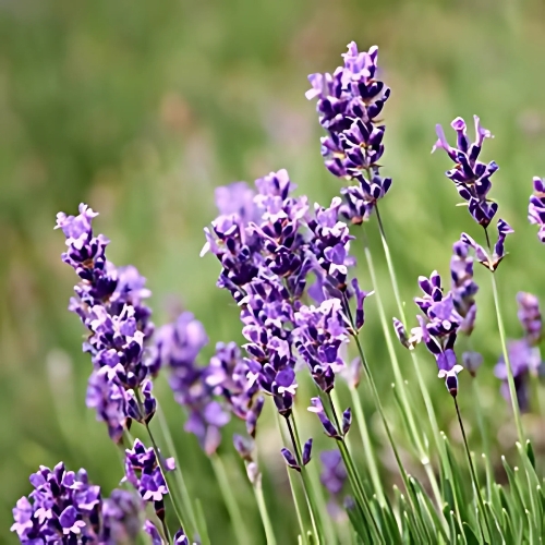 Lavender Margaret Roberts (Lavandula Angustifolia) 15cm pot
