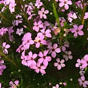 Confetti Bush (Coleonema Pulchrum) Pink 15cm pot