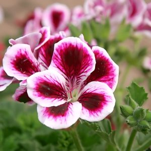 Regal Geranium (Pelargonium Grandiflorum) Deep Double Pink 15cm pot