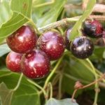 Rhoicissus-tomentosa-