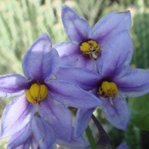 Dune Nightshade (Solanum Africanum) 17cm pot