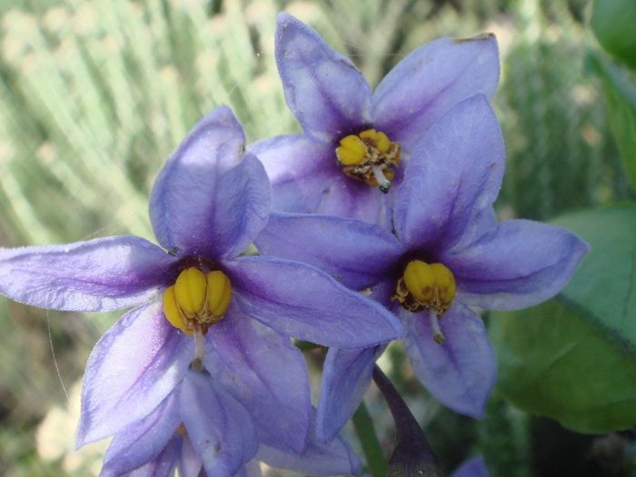 Dune Nightshade (Solanum Africanum) 17cm pot