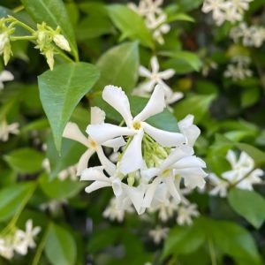 Star Jasmine (Trachelospermum Jasminoides) 20litre
