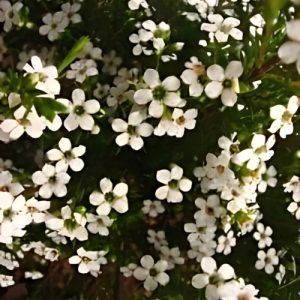 Confetti Bush (Coleonema Pulchrum Alba) White 15cm pot