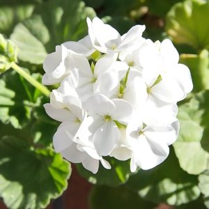 Regal Geranium (Pelargonium Grandiflorum) Greek White 15cm pot