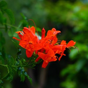 Cape Honeysuckle (Tecomaria Capensis "Coccinea") Red 15cm pot