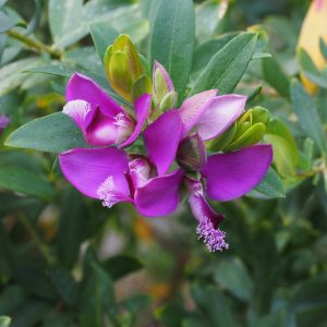 Sweet Pea Shrub (Polygala Myrtifolia Petite) 15cm pot