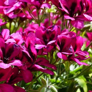 Pelargonium Cordifolium “Valentine”