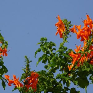 Cape Honeysuckle (Tecomaria Capensis) Orange 15cm pot