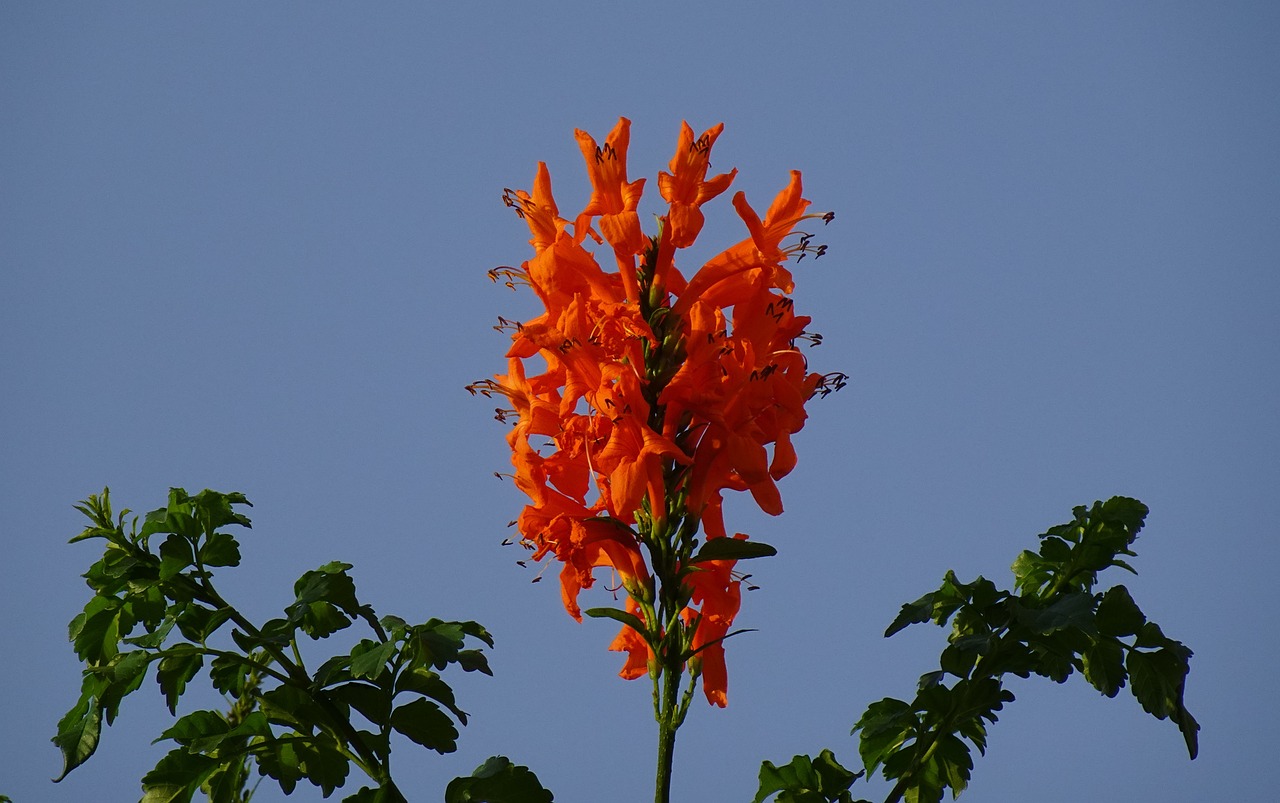 Cape Honeysuckle (Tecomaria Capensis) Orange 15cm pot - Image 2
